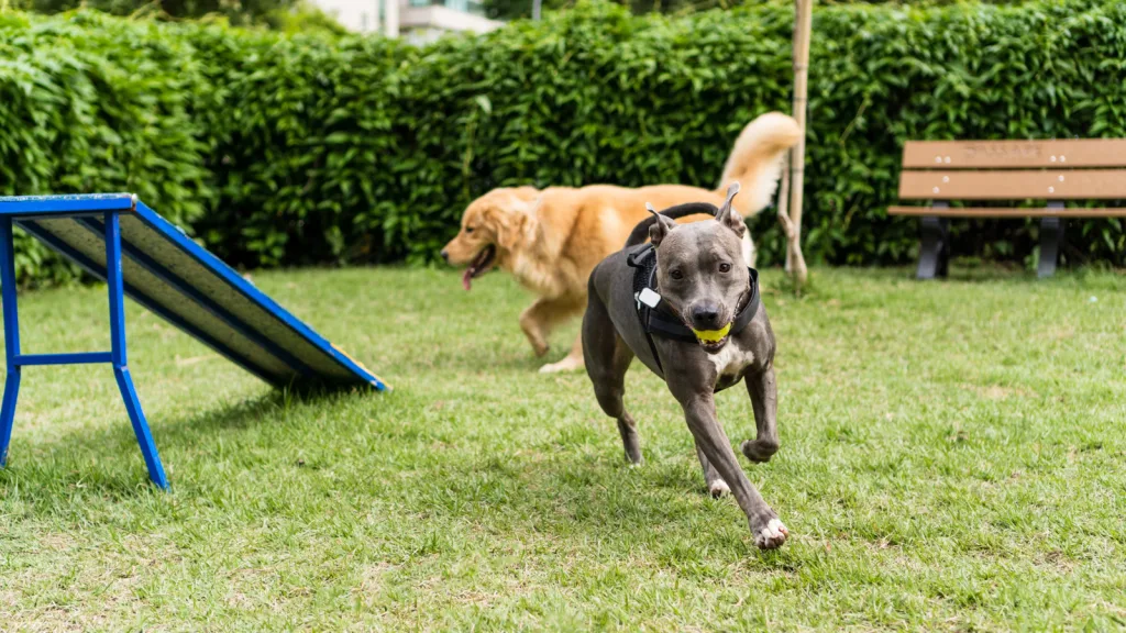 Pitbull with tennis ball running in dog park towards the camera while a Golden Retriever runs behind it, around a ramp and they both have happy body language and big grins on their faces. The dog park is fenced in with bushes and foliage covering the fence. New pet-friendly apartment homes for rent with private fenced backyards in Arizona, Texas, Florida, and North Carolina with pool, pickleball, dog park, gym, clubhouse and gated community. *No breed or weight restrictions. Yardly