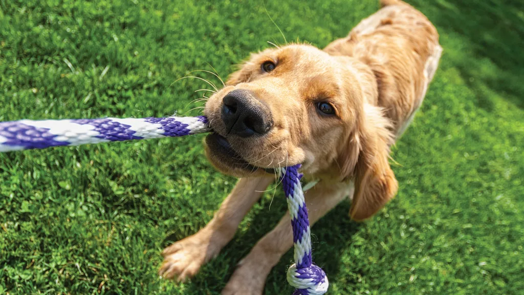 Puppy golden retriever with a blue and white rope in its mouth playing tug-of-war on grass. He is looking right at the camera and has a grin on his face. New pet-friendly apartment homes for rent with private fenced backyards in Arizona, Texas, Florida, and North Carolina with pool, pickleball, dog park, gym, clubhouse and gated community. *No breed or weight restrictions. Yardly