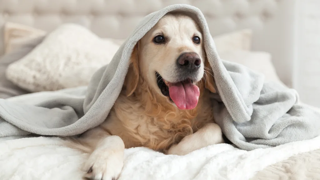 Golden Retriever under blanket on bed smiling with fluffy bedding and sheets. New pet-friendly apartment homes for rent with private fenced backyards in Arizona, Texas, Florida, and North Carolina with pool, pickleball, dog park, gym, clubhouse and gated community. *No breed or weight restrictions. Yardly